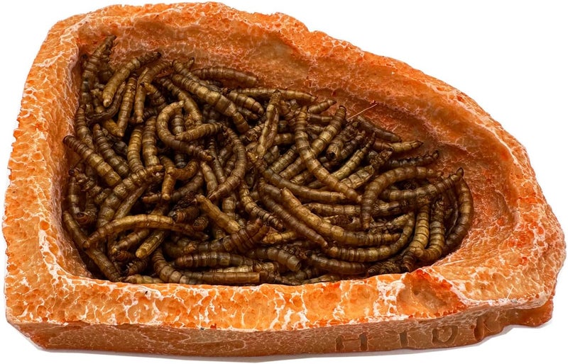 CATENEED 2 Pack Corner Reptile Water Dish Food Bowl Bearded Dragon Bowls, Reptile Food Bowl for Hermit Crab Bearded Dragon Lizard Gecko Frog Tortoise - Image 4